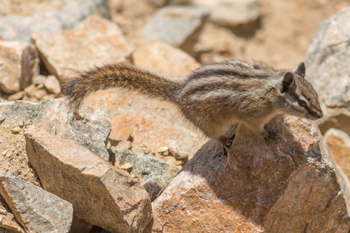 Uinta Chipmunk