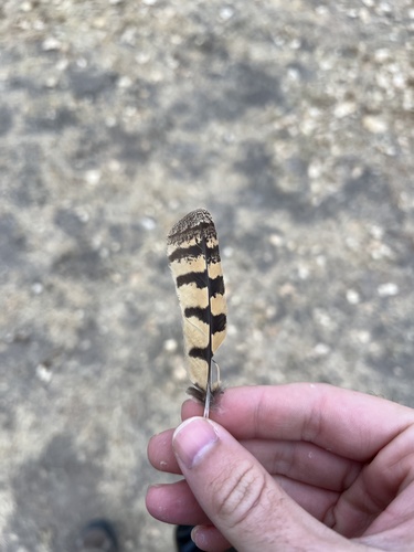 Common Poorwill observed by stephenfalick