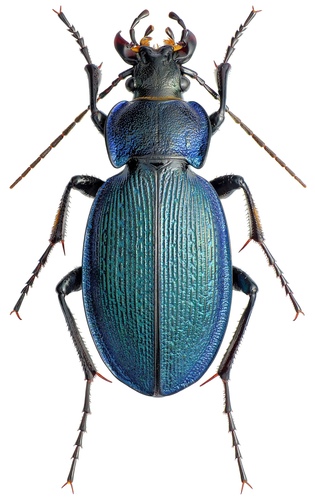 Carabus regalis