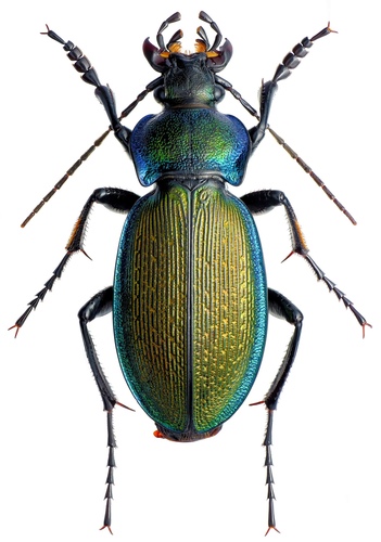 Carabus regalis