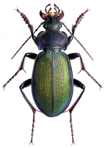 Carabus regalis