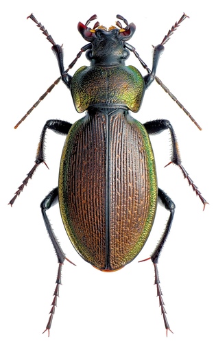 Carabus regalis