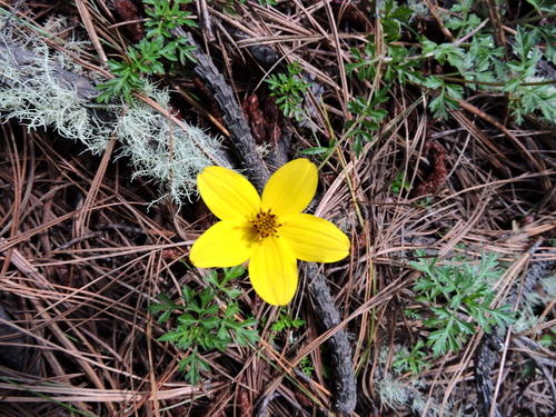 Bidens Triplinervia · INaturalist.org