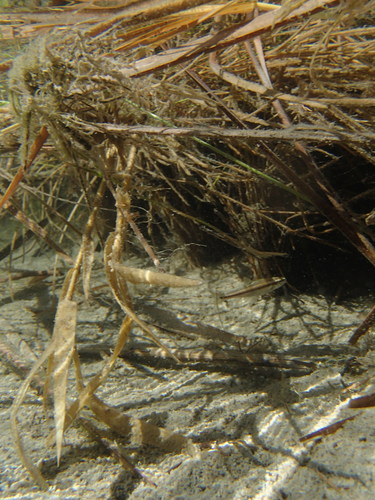 Spotted Minnow