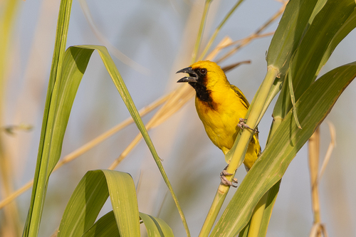 Kilombero Weaver