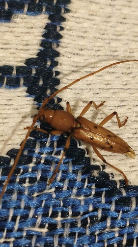 Achryson surinamum