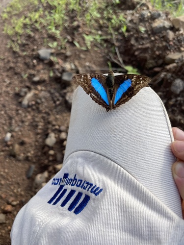 Turquoise Emperor