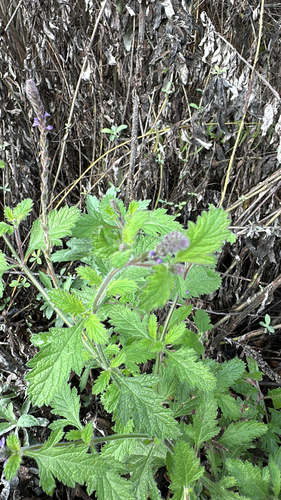 iNaturalist observation photo of western vervain