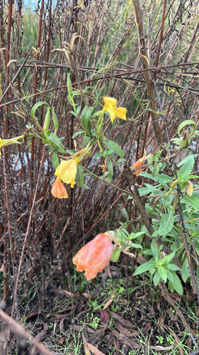 iNaturalist observation photo of tall evening primrose