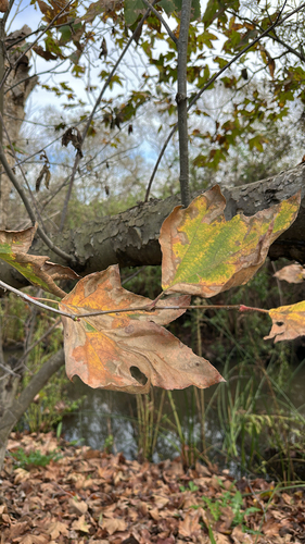 iNaturalist observation photo of western sycamore