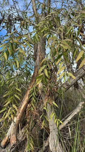 iNaturalist observation photo of Goodding's willow