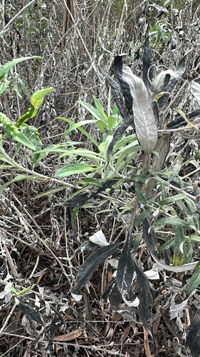iNaturalist observation photo of California mugwort