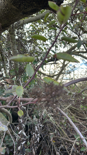 iNaturalist observation photo of laurel sumac