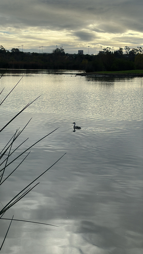 iNaturalist observation photo of Western Grebe