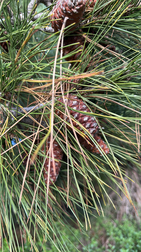 iNaturalist observation photo of pines