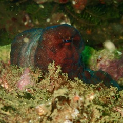 Reef octopus