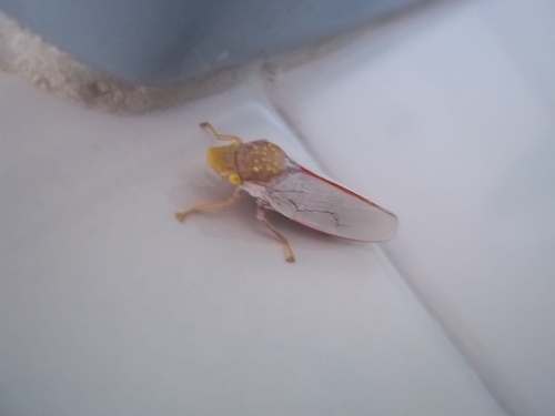 Stesilea