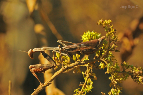 Stagmomantis montana Saussure & Zehntner, 1894