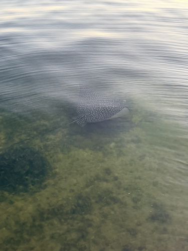 Aetobatus narinari
