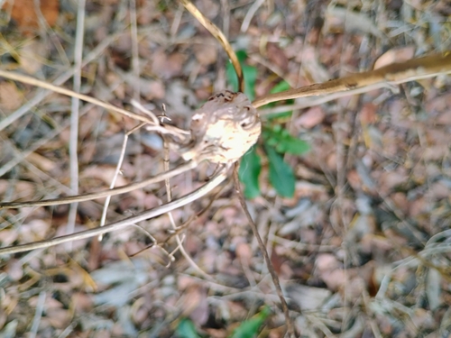 Unknown species found near Cedar Hill, TX, USA