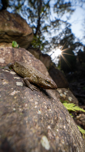 Chinese Warty Newt (Paramesotriton chinensis) — Least Concern Amphibia