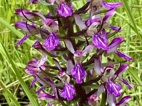 Brachycorythis congoensis