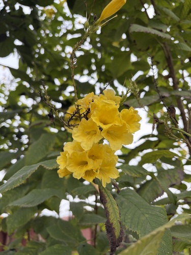 yellow trumpet flower