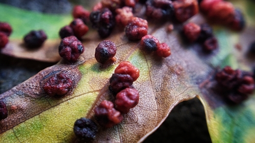 Maple Bladdergall Mite