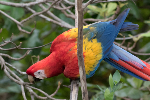 Scarlet Macaw