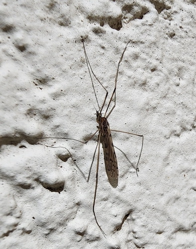 Unknown species found near Arlington, TX 76014, USA