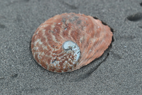 Haliotis rubra
