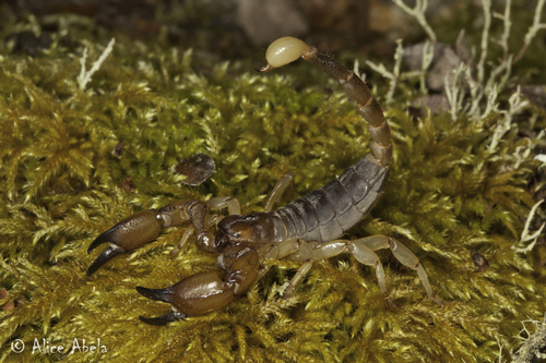 California Swollenstinger Scorpion