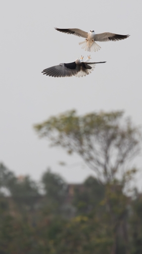 Black-winged Kite