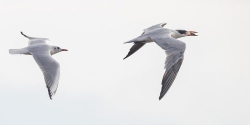 Black-headed Gull