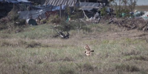Short-eared Owl