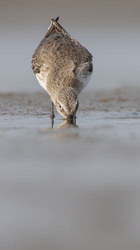 Dunlin