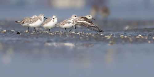 Sanderling