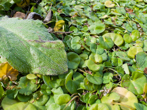 Asian ponysfoot