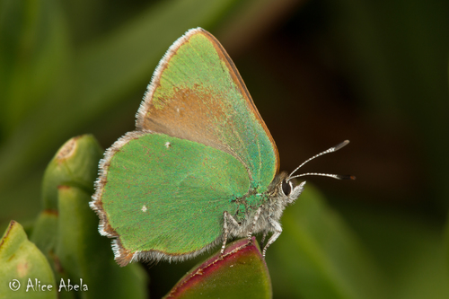 Lotus Hairstreak