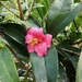 Hong Kong Camellia - Photo (c) Toby Y, all rights reserved, uploaded by Toby Y