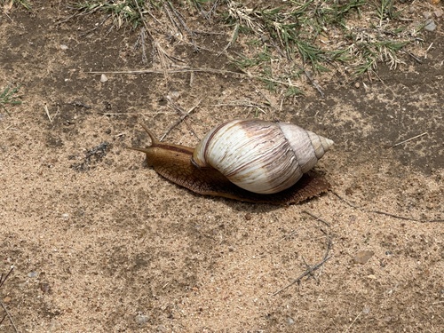 Giant Blonde Snail