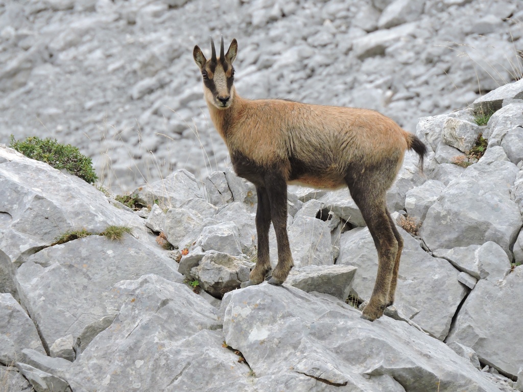 Northern Chamois (Rupicapra rupicapra) · iNaturalist