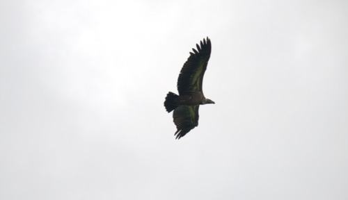 White-backed Vulture