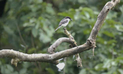 Northern Fiscal