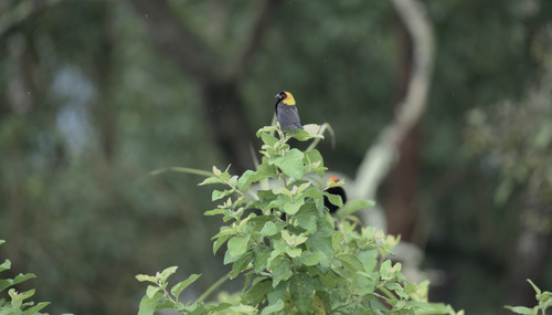 Red-cowled Widowbird