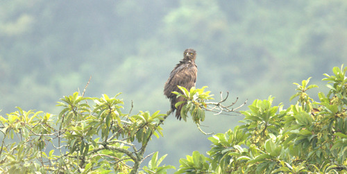 Martial Eagle