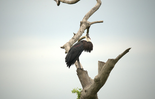 African Woolly-necked Stork