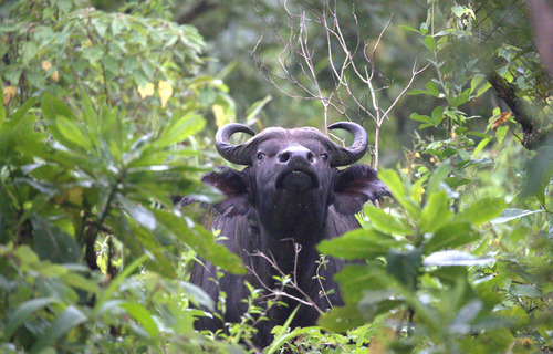 Cape Buffalo