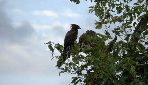 Long-crested Eagle