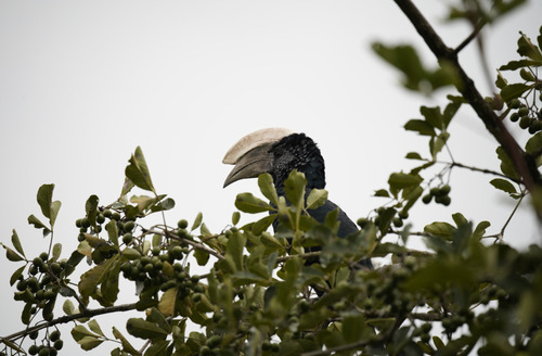 Silvery-cheeked Hornbill
